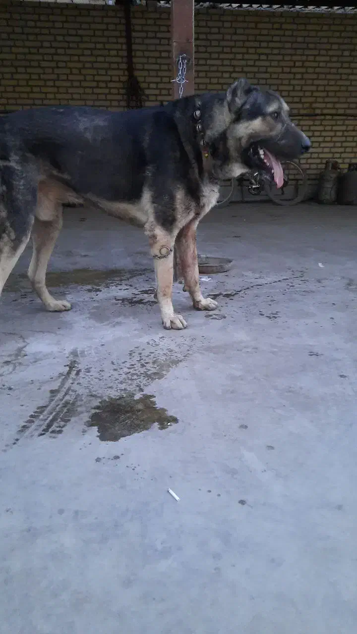 ماده سرابی|سگ|بهارستان, |دیوار