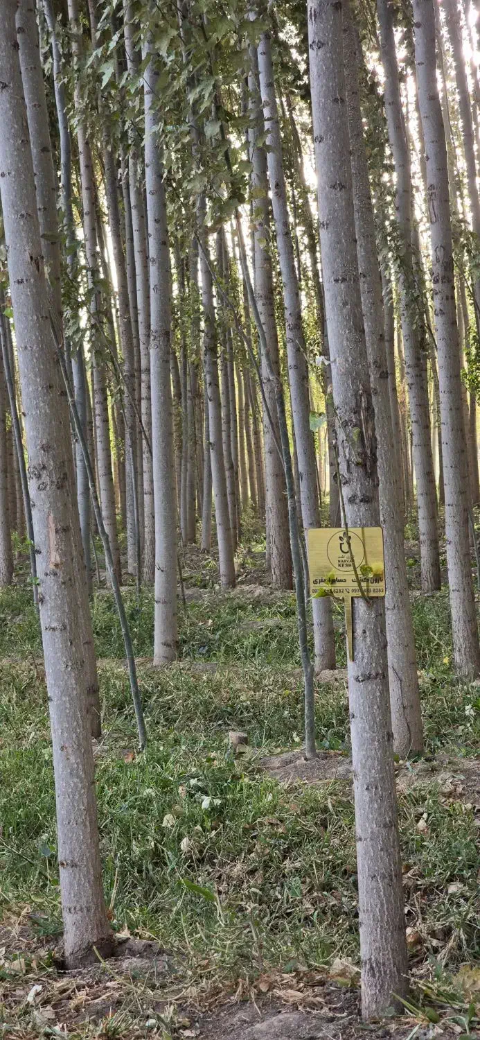 صنوبـر نیگرا|خدمات باغبانی و درختکاری|ساری, |دیوار