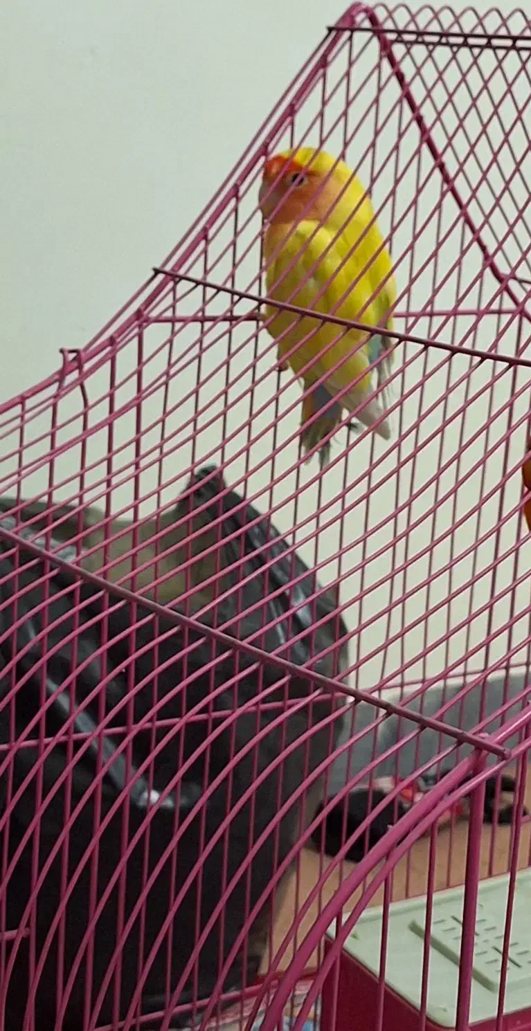 طوطی کوتوله گم شده در لنجان ورنامخواست شریعتی|حیوانات|لنجان, |دیوار