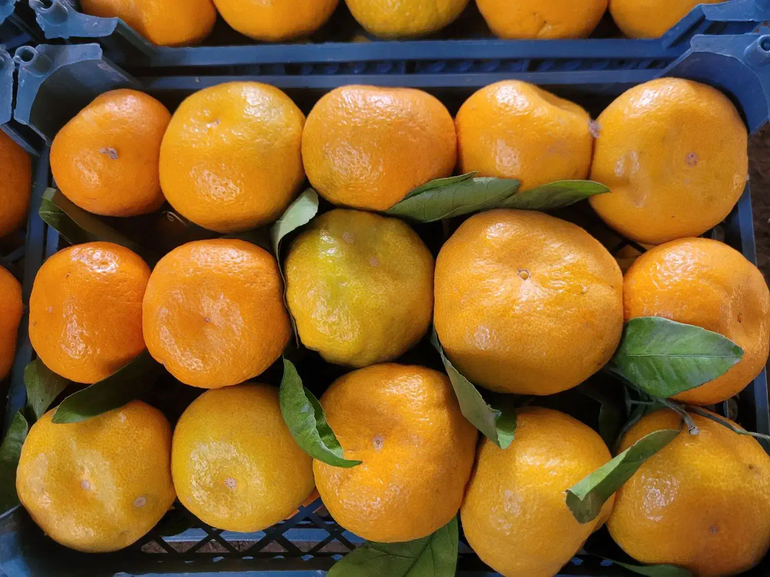 فروش نارنگی محلی درجه ۱ استان مازندران|خوردنی و آشامیدنی|نکا, |دیوار