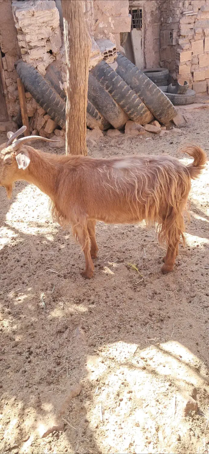 گوسفند شیروار برای نگهداری یا کشتار|حیوانات مزرعه|پاکدشت, پاکدشت (مامازند)|دیوار