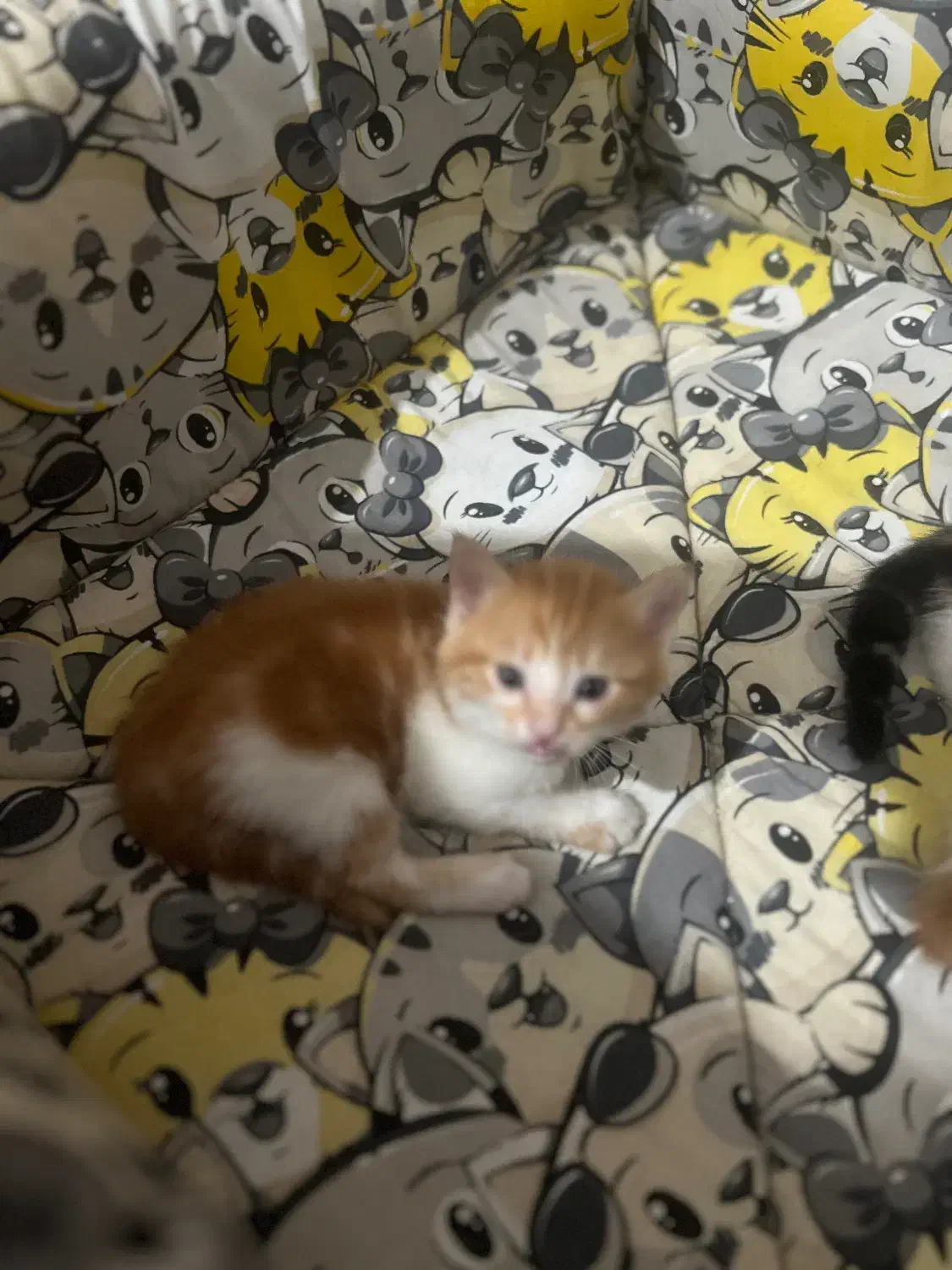 واگذاری بچه گربه دوماه رایگان|گربه|یزد, |دیوار