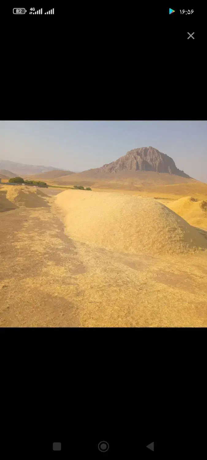 کاه گندم نرم|لوازم جانبی حیوانات|داران, |دیوار