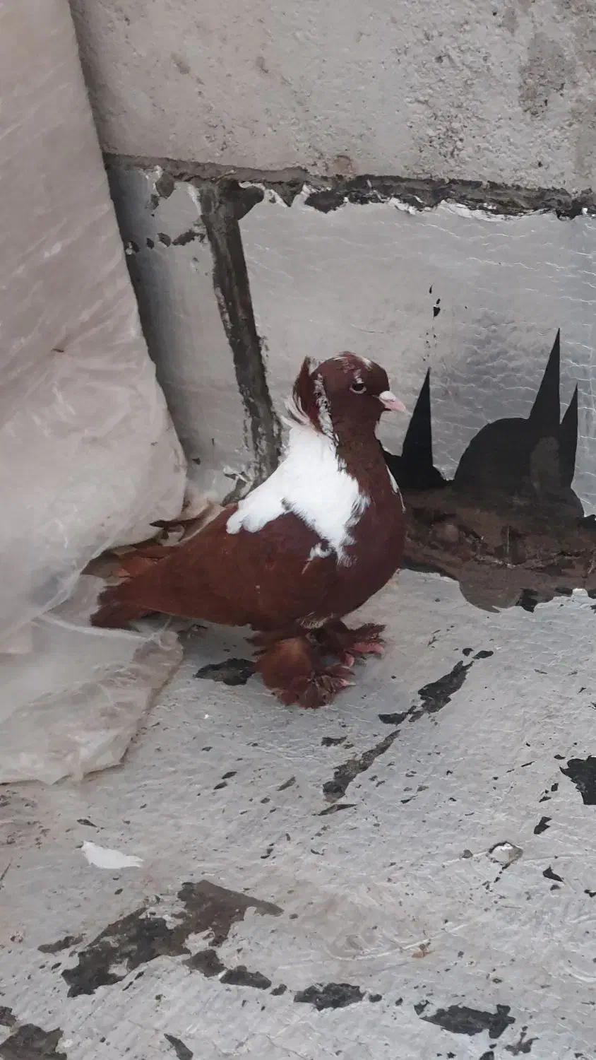 کبوتر|پرنده|اردبیل, |دیوار