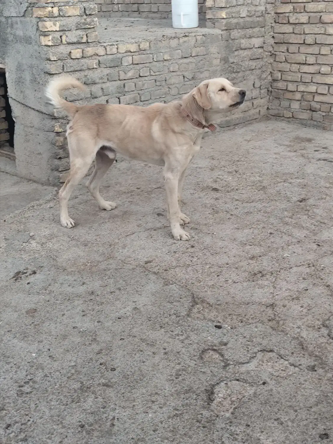 واگذاری سگ|سگ|سنقر, |دیوار