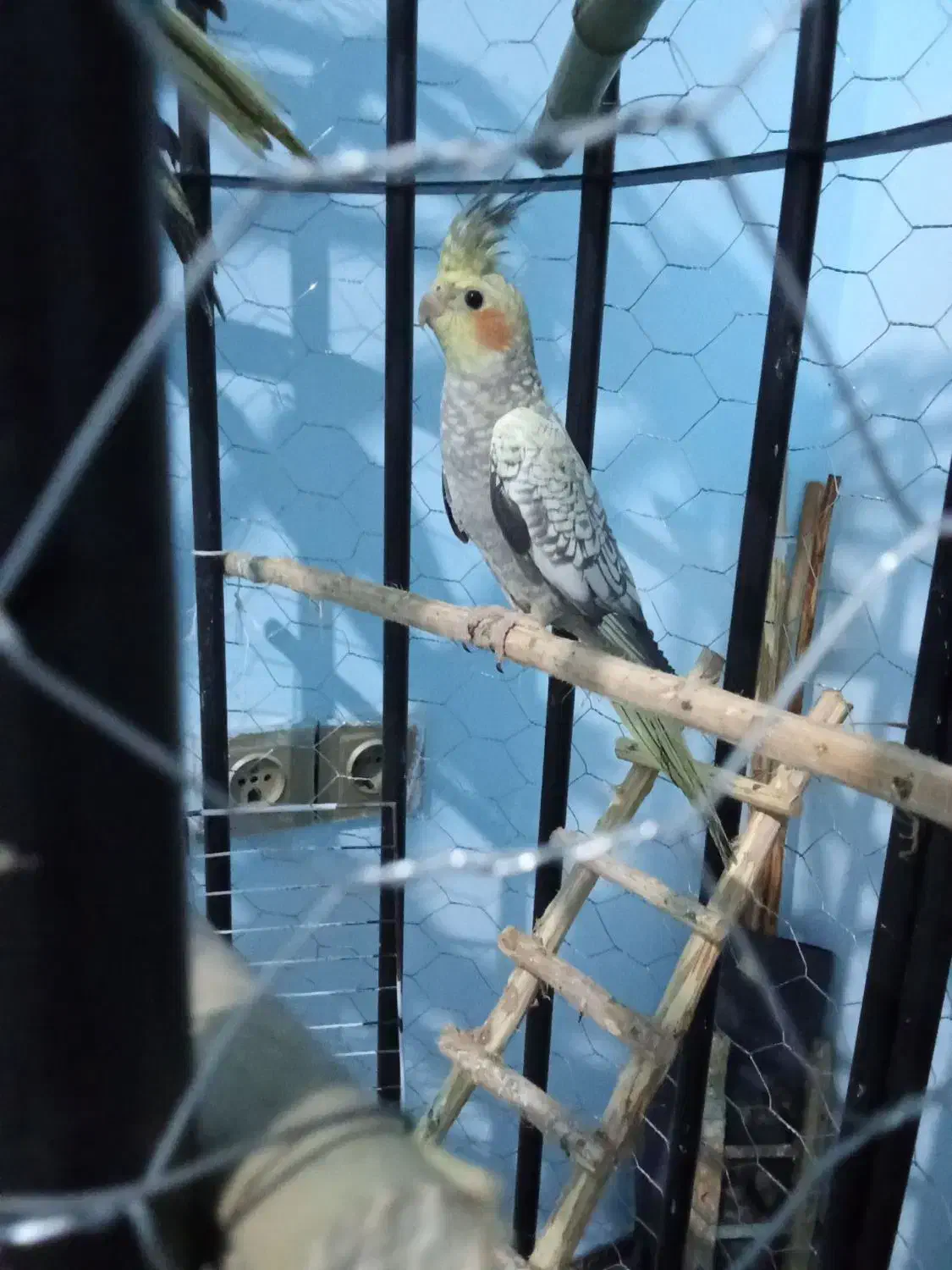 عروس هلندی|پرنده|رشت, نخودچر|دیوار