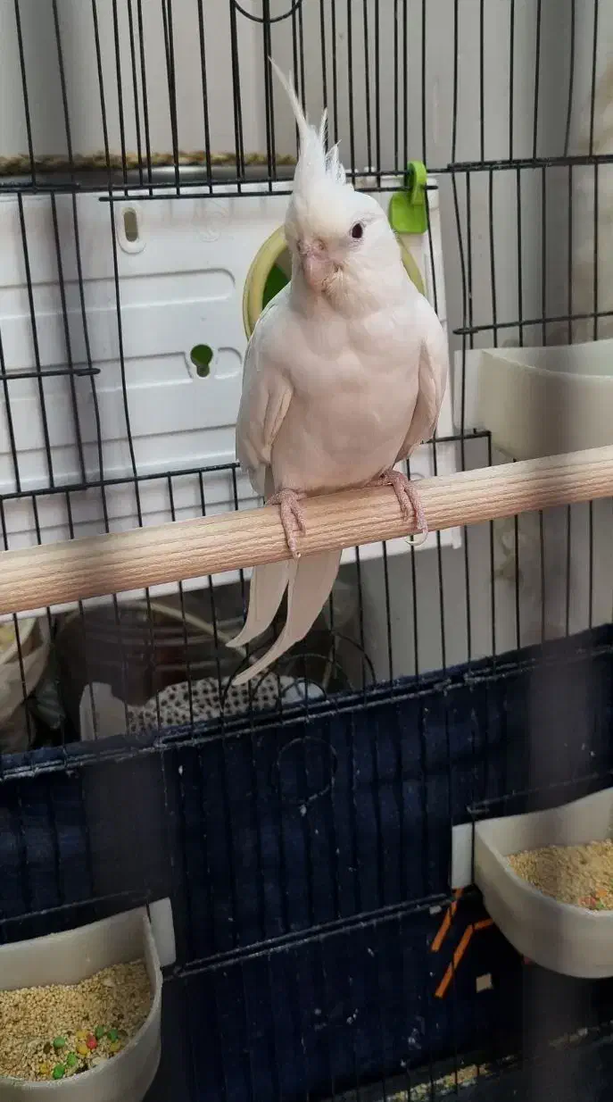 جفت عروس هلندی مولد|پرنده|پاکدشت, پاکدشت (مامازند)|دیوار