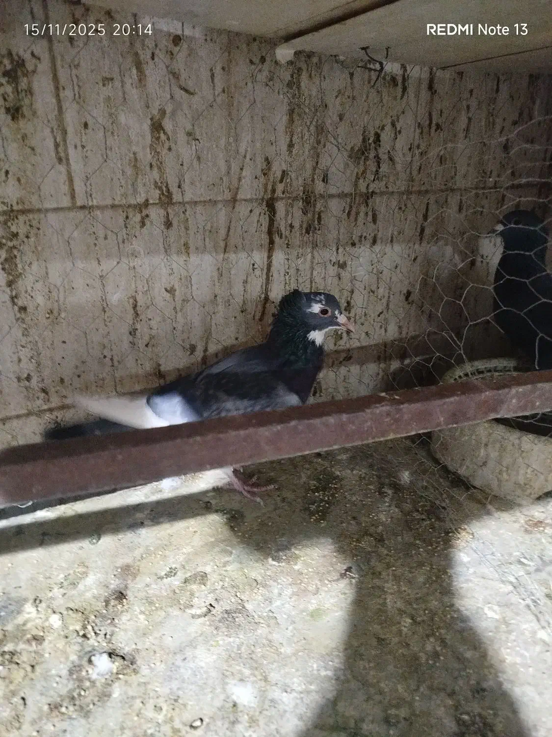 بدرنگ پلنگ ریشی|پرنده|زرند, |دیوار