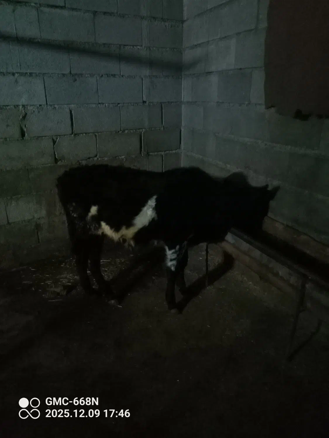 گاو گوساله نر ورزا|حیوانات مزرعه|عباسآباد, |دیوار