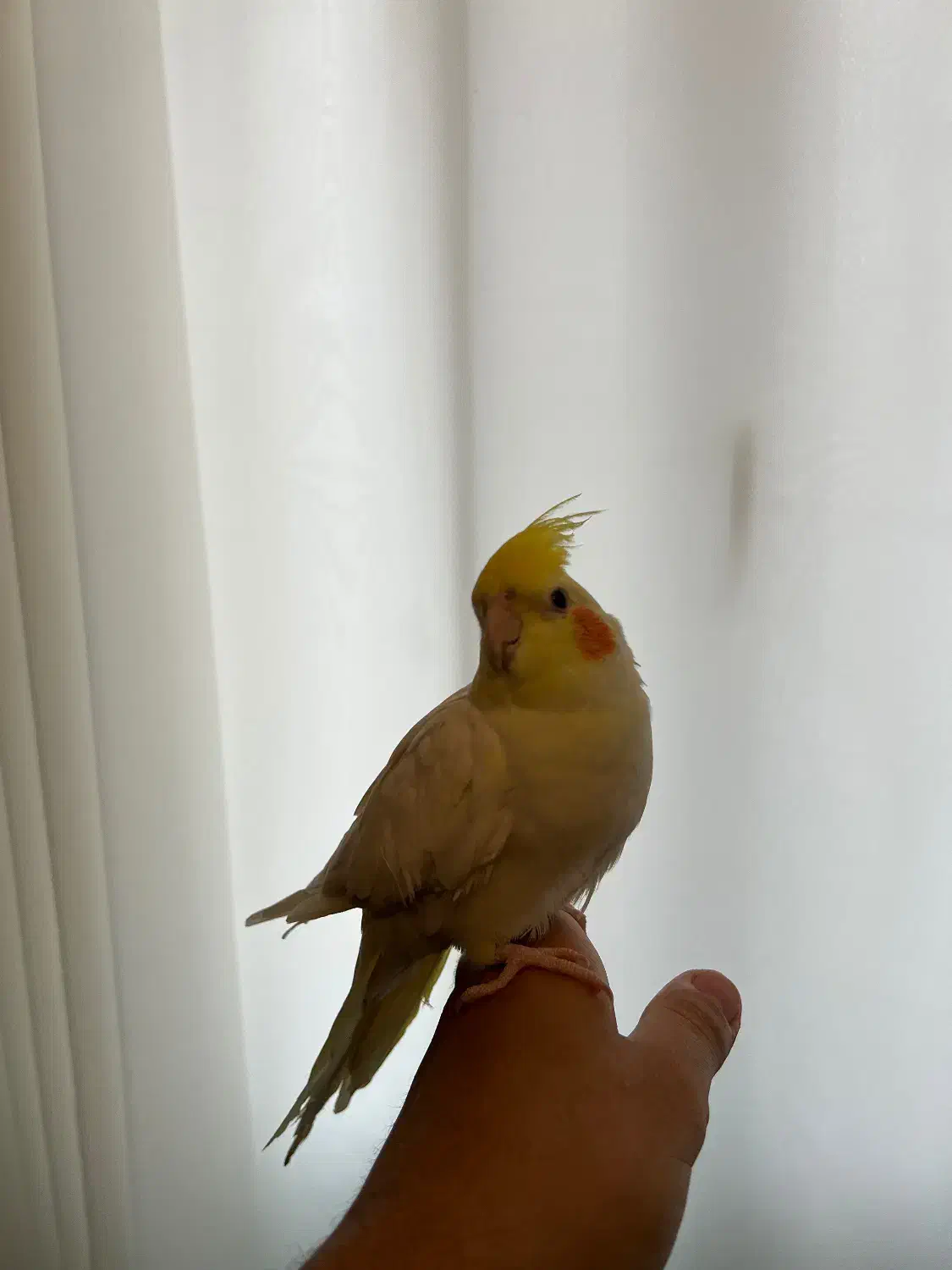 طوطی عروس هلندی|پرنده|لنگرود, |دیوار