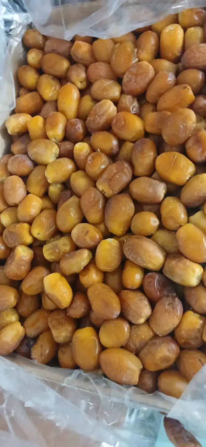 خرمای عسلی زاهدی|خوردنی و آشامیدنی|بافق, |دیوار