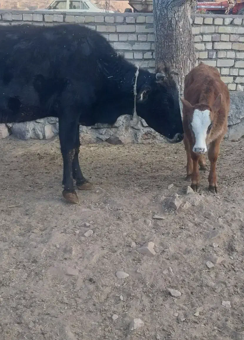 گاو همراه با گوساله|حیوانات مزرعه|لوشان, |دیوار
