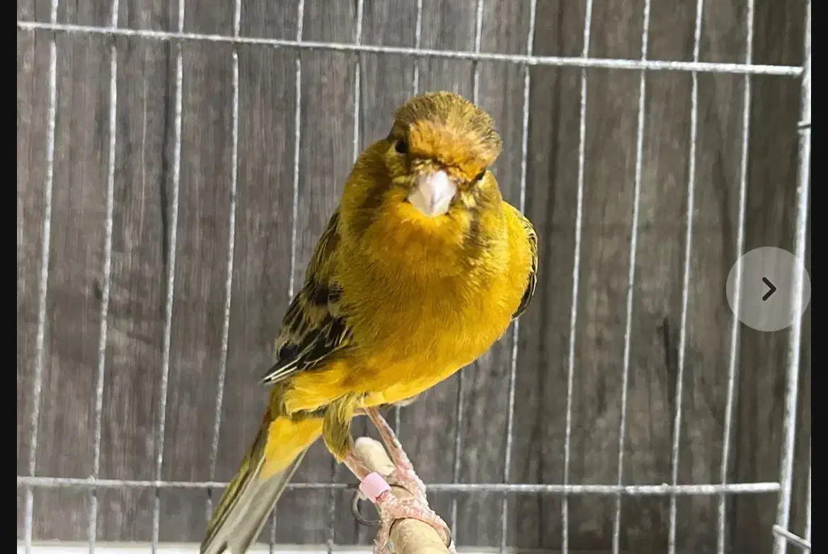 قناری ۷صدا|پرنده|بندرعباس, |دیوار