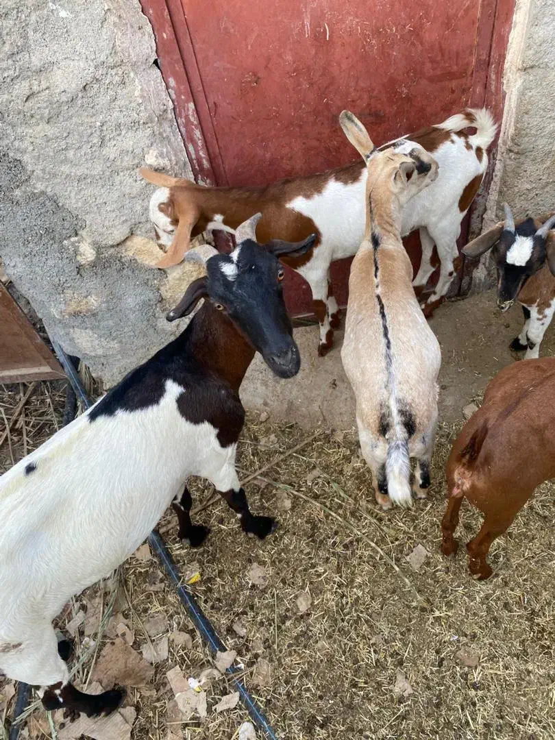 بز کهره با بز کهری|حیوانات مزرعه|بندرعباس, |دیوار