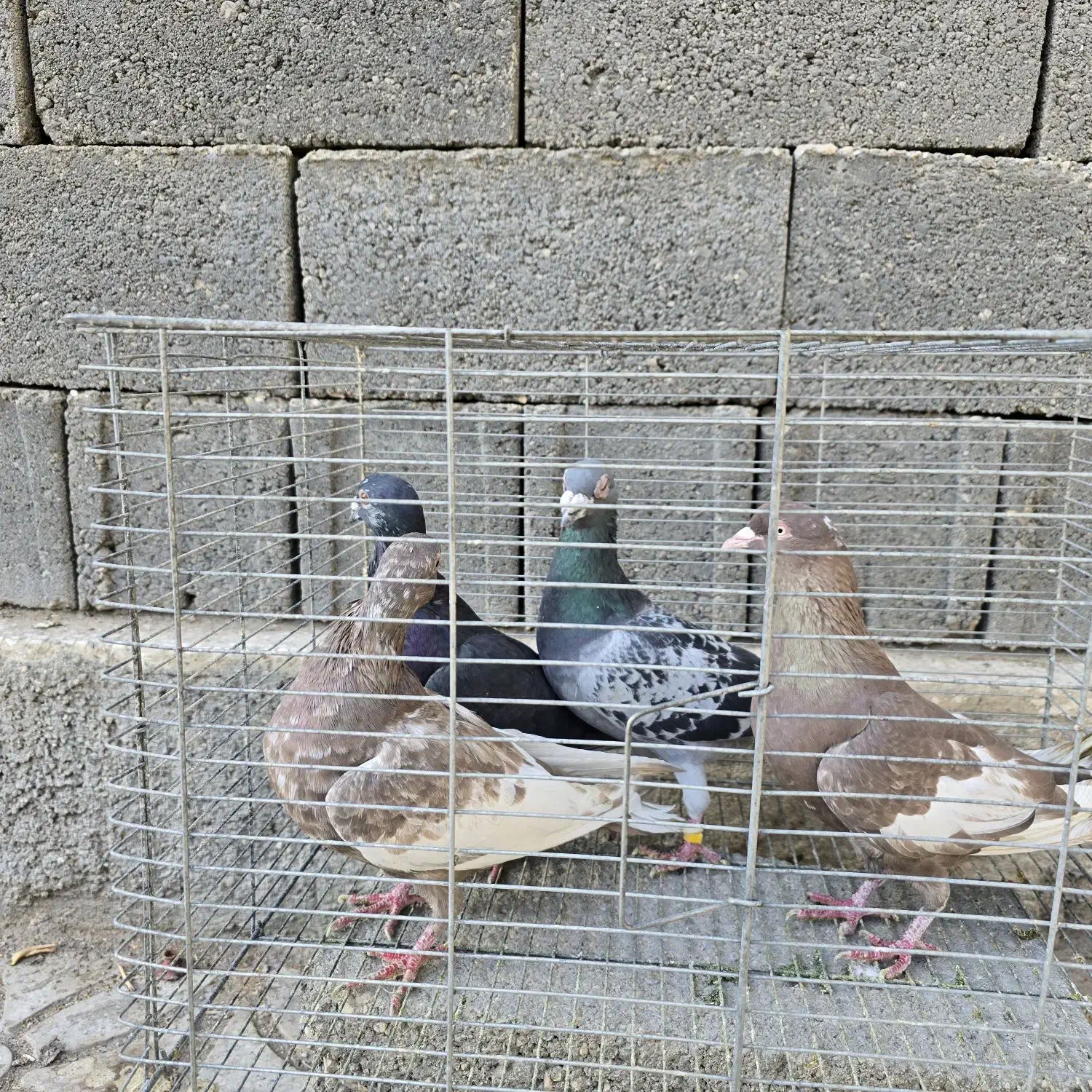 فروش انواع کبوتر|پرنده|بندر کنگان, |دیوار