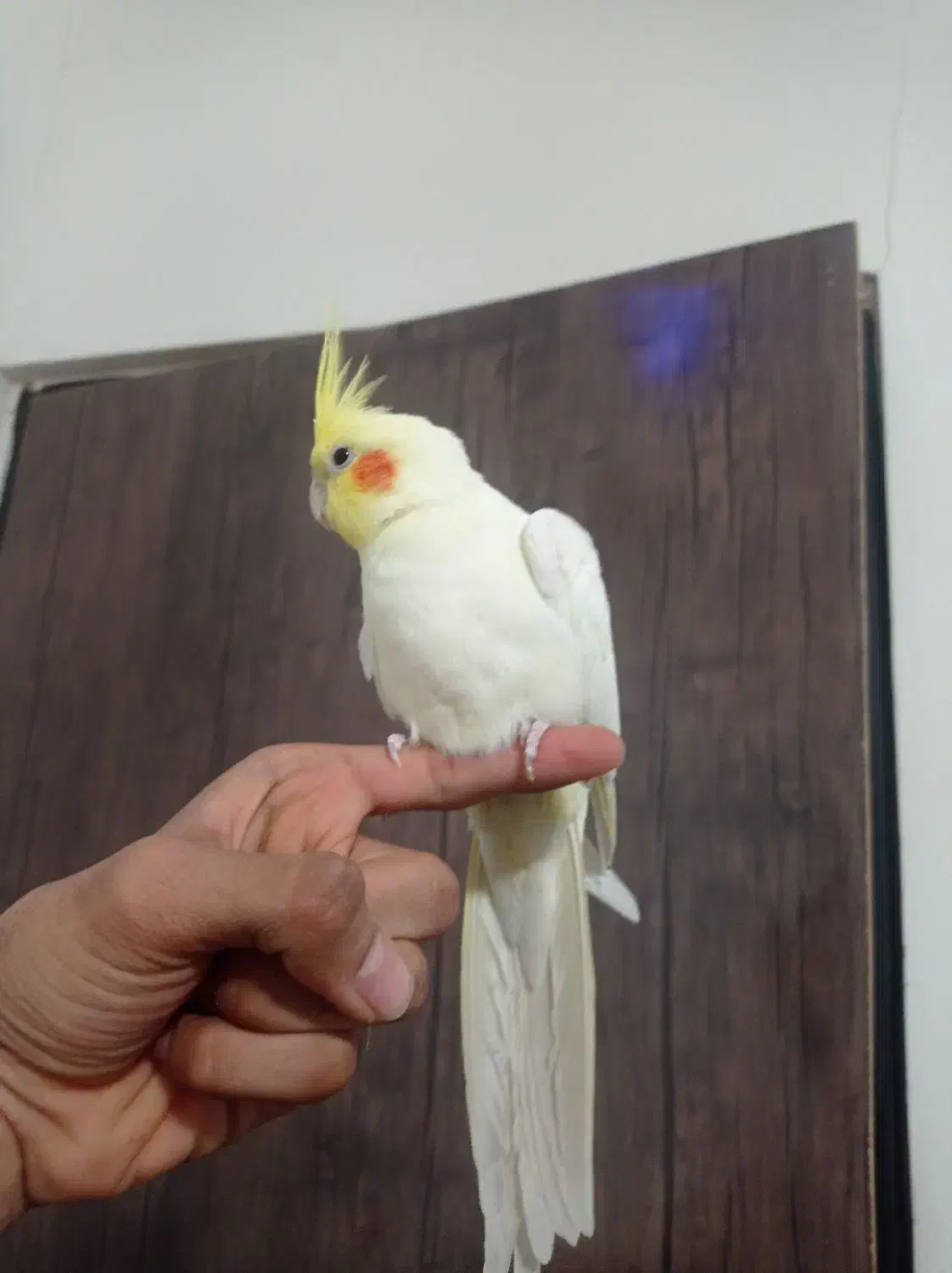 عروس هلندی نر فوری|پرنده|قائن, |دیوار