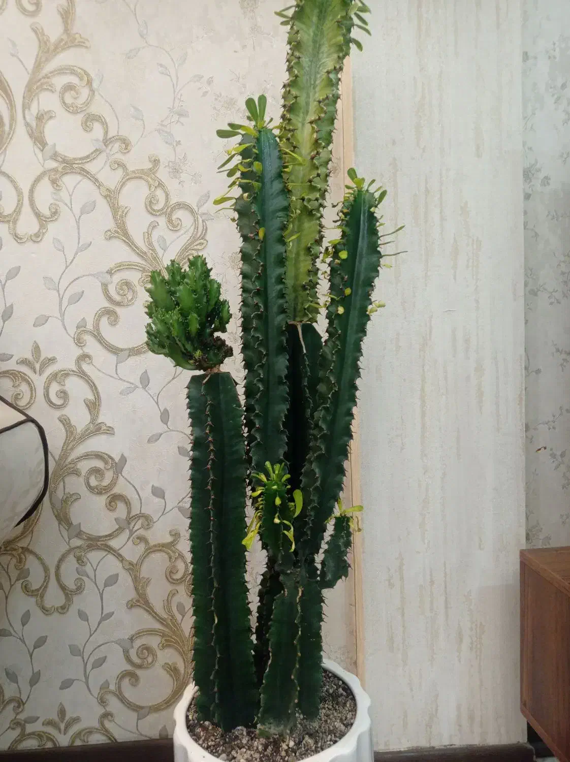 گیاه افوربیا‌|گل و گیاه طبیعی|مشهد, بهارستان|دیوار