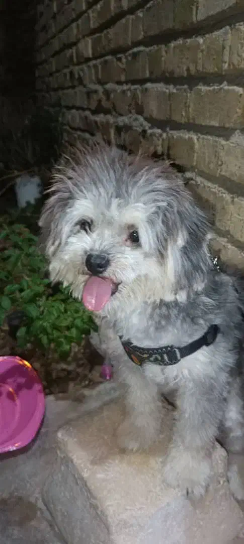 سگ شیتزو|سگ|شیراز, سلطان آباد|دیوار