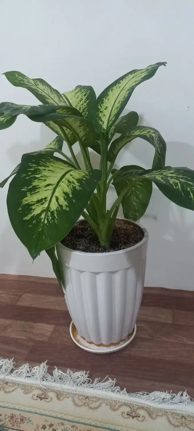 گل طبیعی|گل و گیاه طبیعی|ارومیه, |دیوار