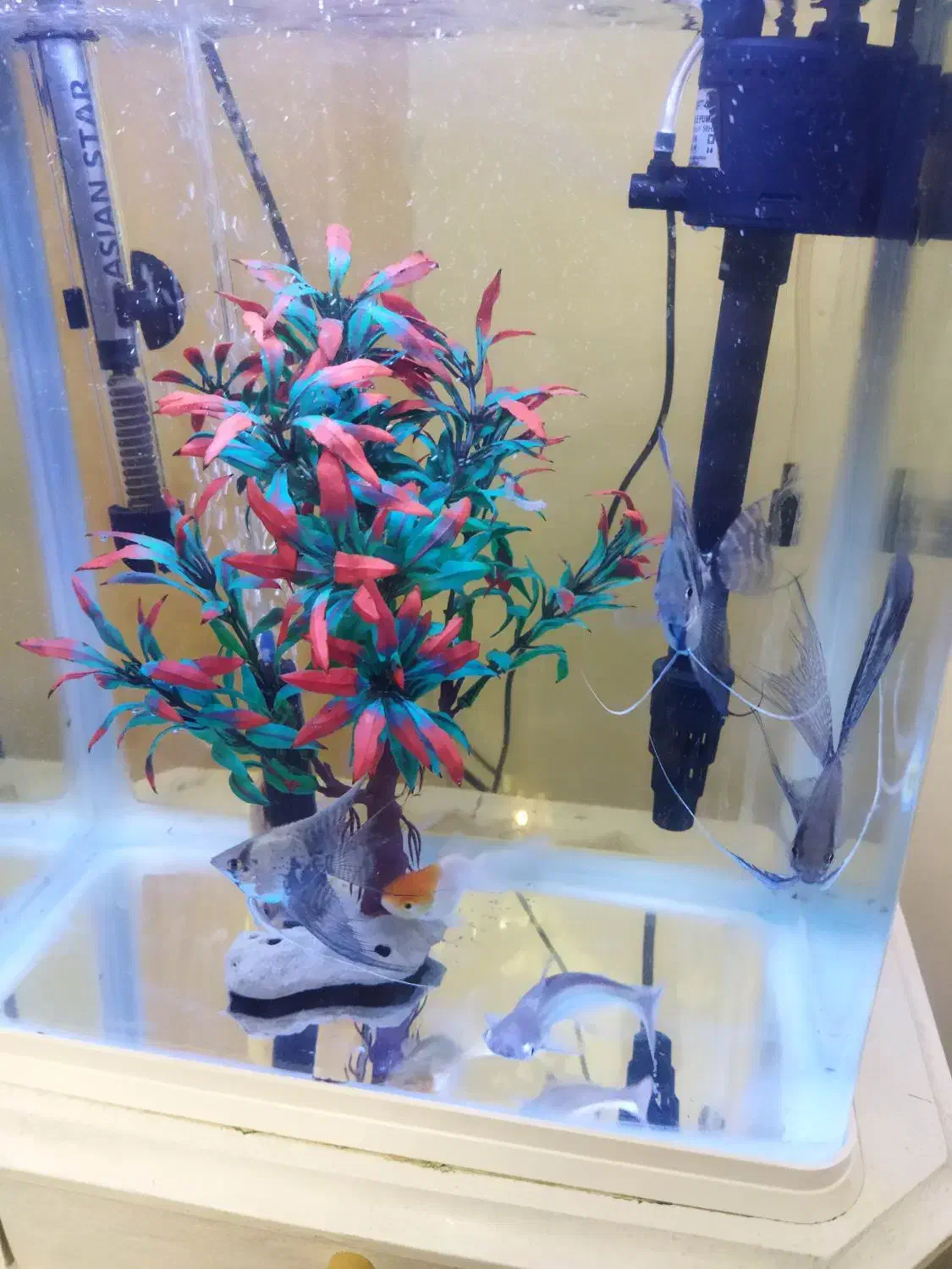 آکواریوم|ماهی|سهند, |دیوار