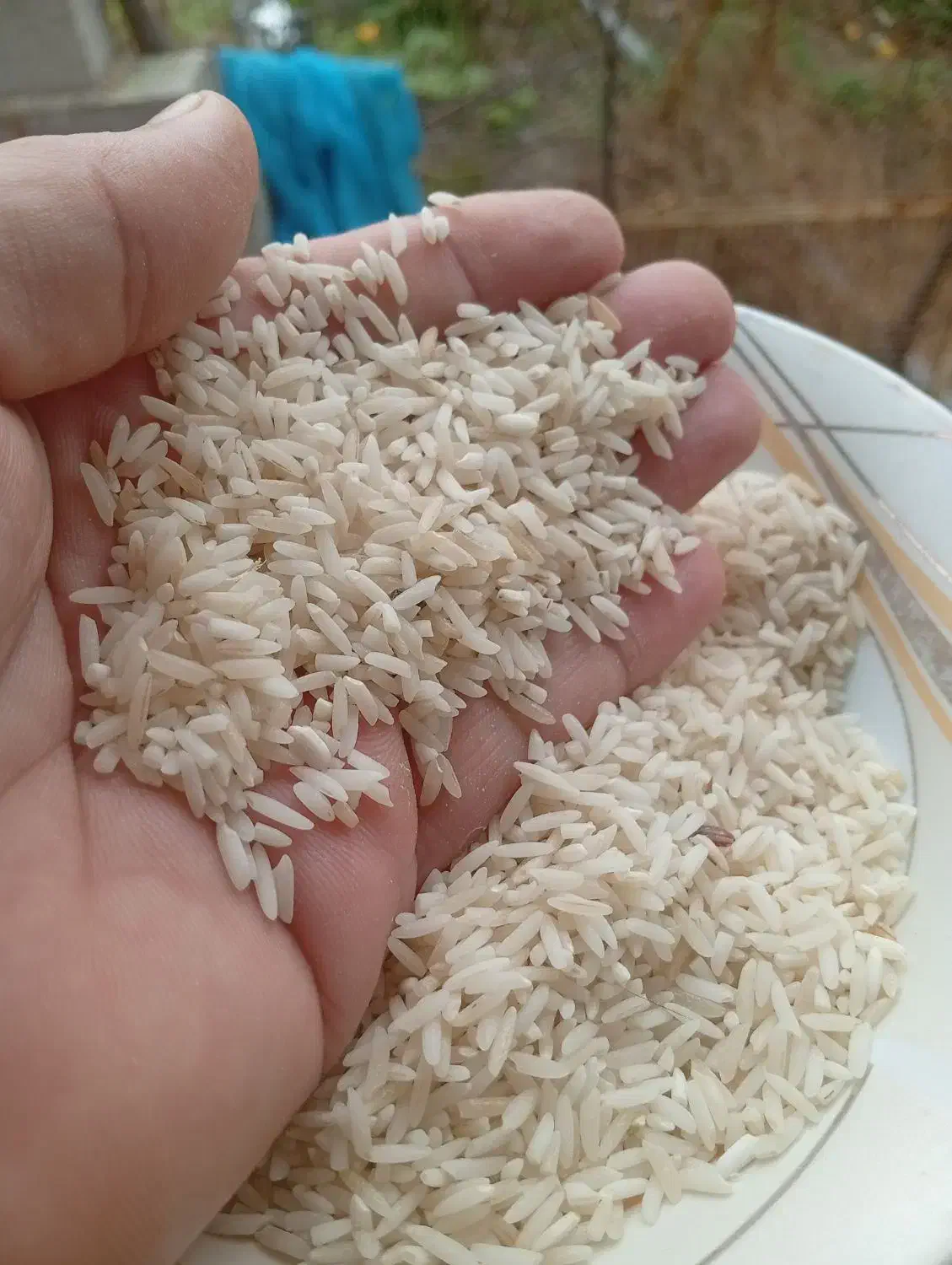 برنج هاشمی گیلان|خوردنی و آشامیدنی|سنگر, |دیوار