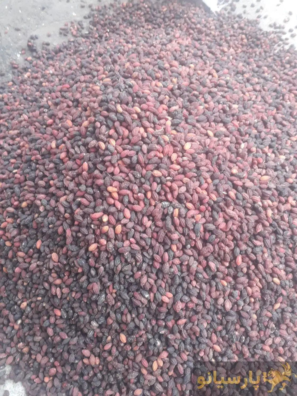 فروش زغال اخته هسته دار خشک شده|خوردنی و آشامیدنی|منجوان, |دیوار