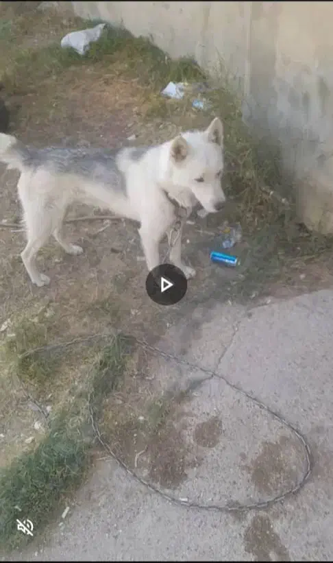 هاسکی گرگ|سگ|شیراز, شهرک گلستان|دیوار