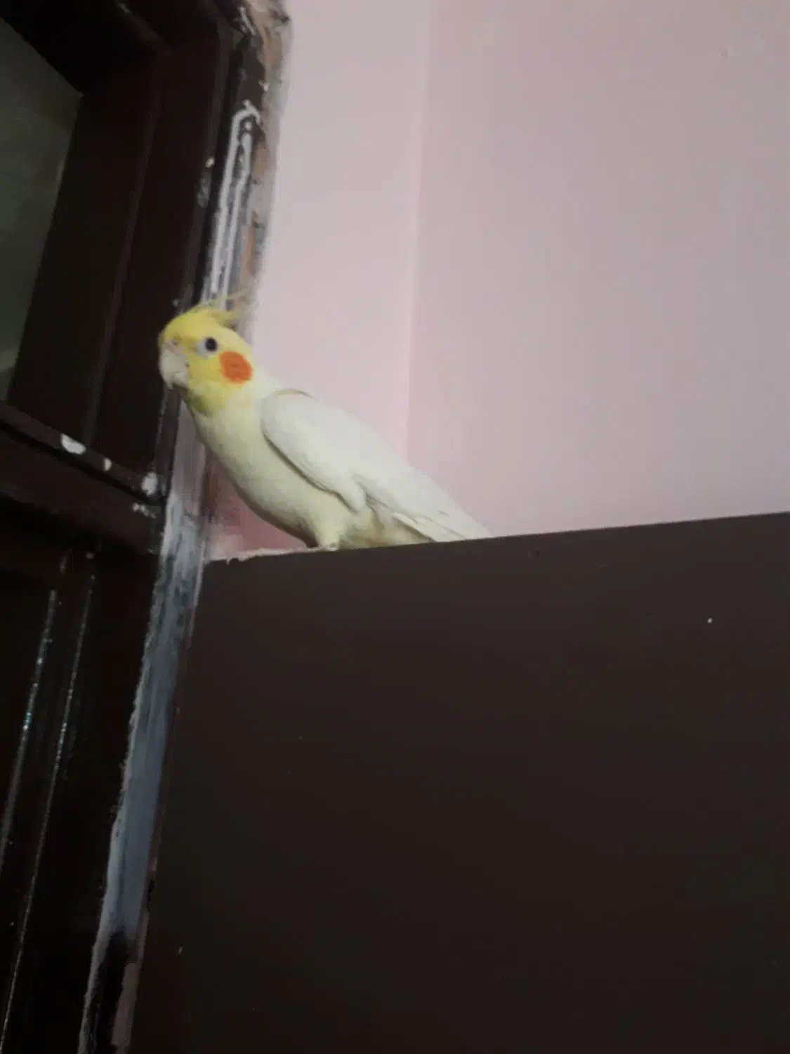 عروس هلندی|پرنده|رباطکریم, شهرک والفجر|دیوار