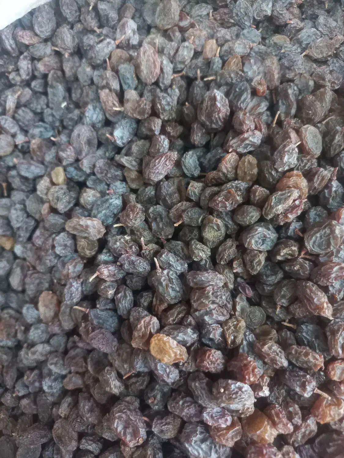 کشمش آفتابی|خوردنی و آشامیدنی|اقبالیه, |دیوار