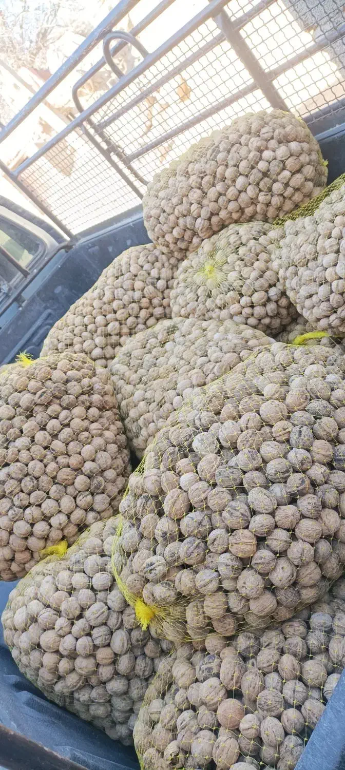 گردو با ضمانت برگشت|خوردنی و آشامیدنی|رابر, |دیوار