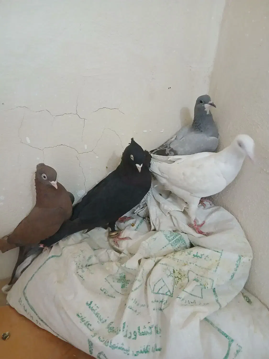 تعدادی کبوتر|پرنده|فولادشهر, مسکن مهر فولادشهر|دیوار