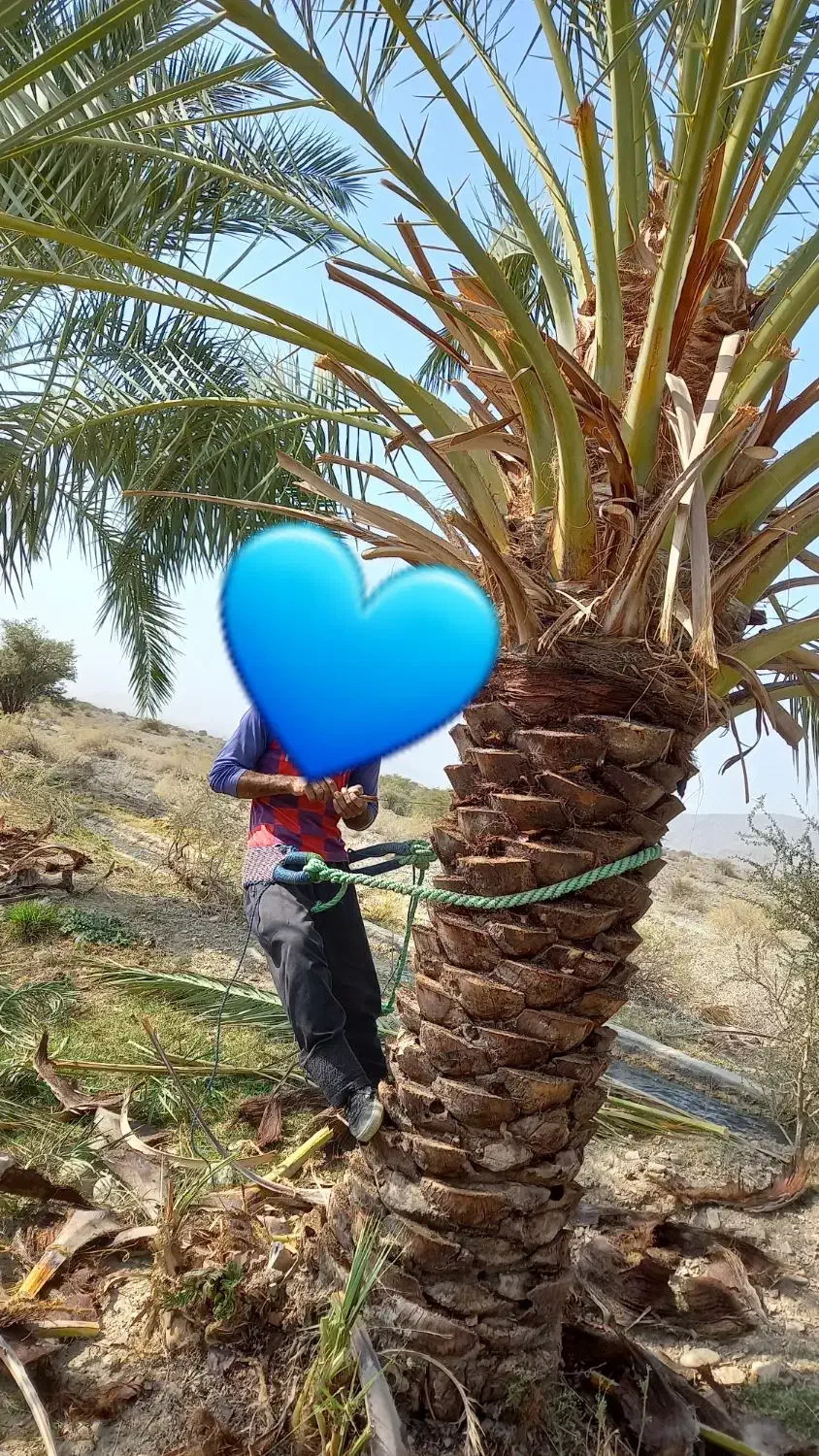 درخت گرازی|گل و گیاه طبیعی|بم, |دیوار