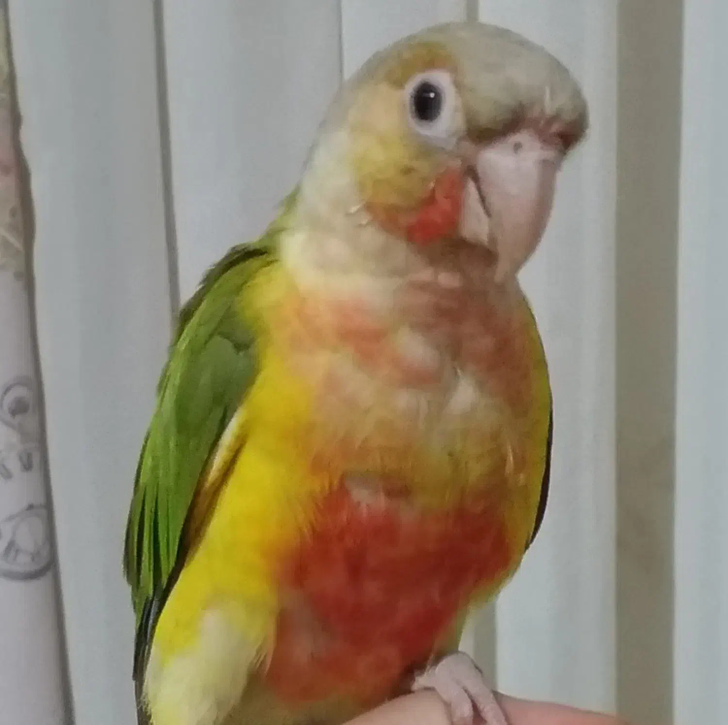 طوطی گرینچیک اکستریم رد|پرنده|فردیس, شهرک ۱۱۰|دیوار