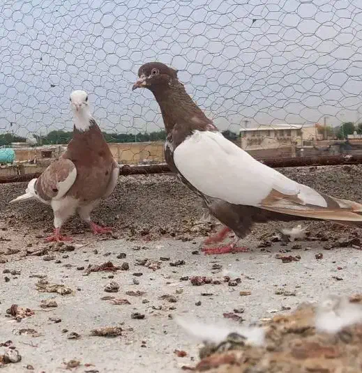 تعدادی گرفتنی شرط دور بازی پامیل|پرنده|دزفول, |دیوار