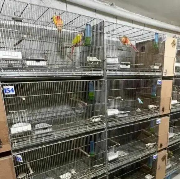 قفس غلامی بافت قدیم هستن سایز بزرگ ۶۴×۴۰|لوازم جانبی حیوانات|اهواز, منبع اب|دیوار