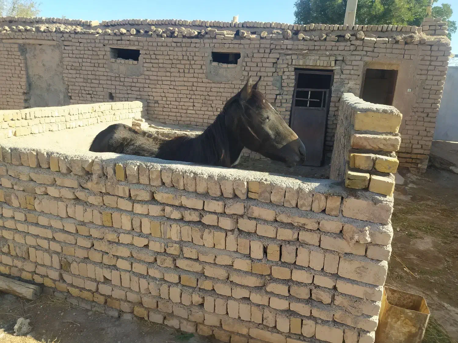 اسب|اسب و تجهیزات اسبسواری|تاکستان, |دیوار