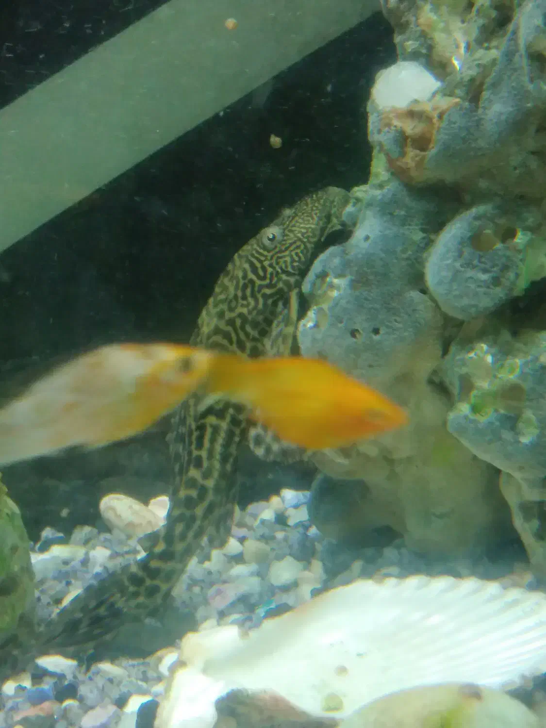 اکواریم خارجی  درحدنو 50/60باتمام لوازم وماهی|ماهی|مشهد, مشکینی (شهرک غرب)|دیوار