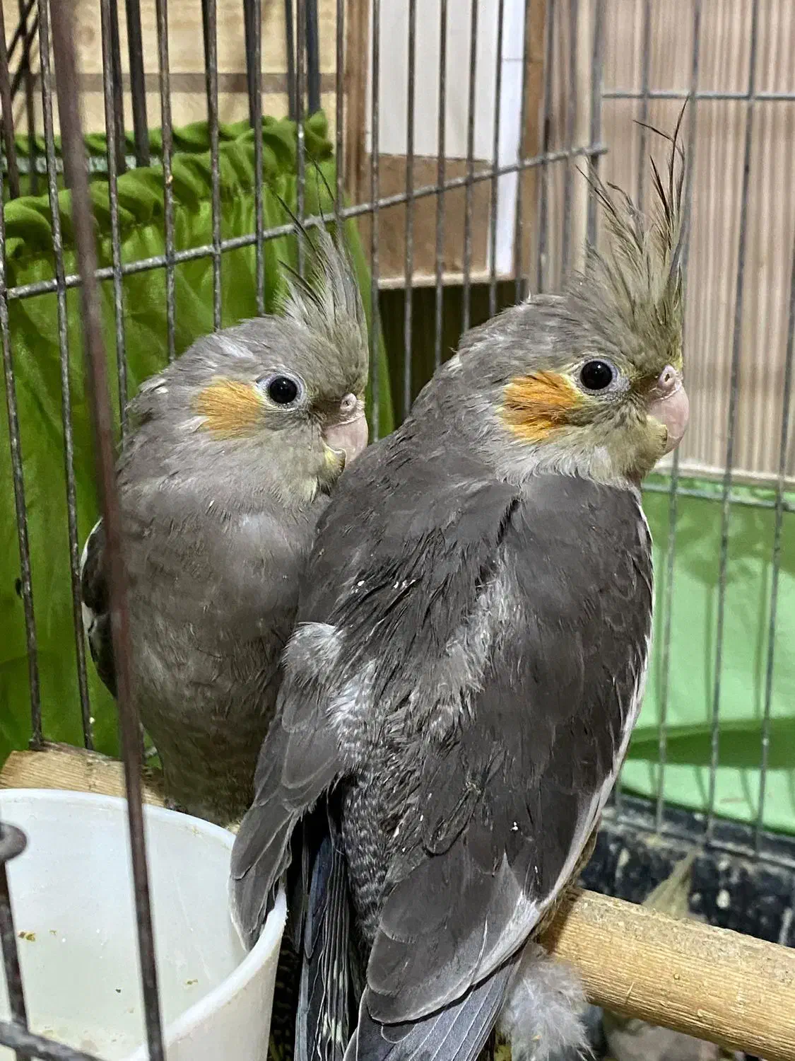 جوجه عروس هلندی دوماهه|پرنده|فردیس, ثابتی|دیوار