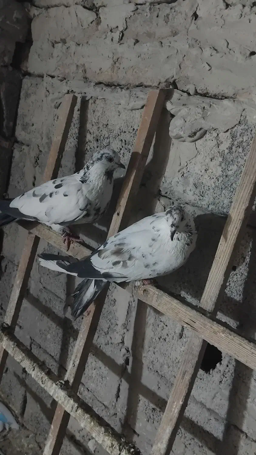 کفتر|حیوانات|بومهن, |دیوار