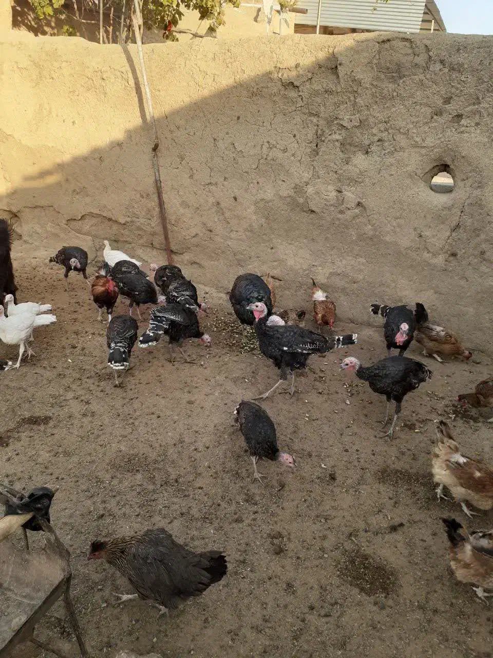 بوقلمون نر و ماده|حیوانات مزرعه|سبزوار, هویزه|دیوار