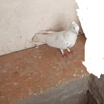 سفید‌ماده‌|پرنده|اردبیل, |دیوار