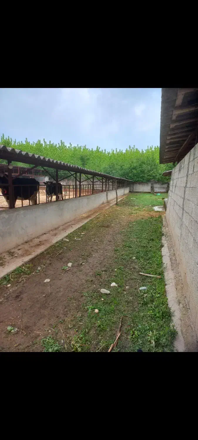 فروش ۴/۵۰۰متر گاوداری سند تک برگ|فروش دفتر صنعتی، کشاورزی، تجاری|ماکلوان, |دیوار