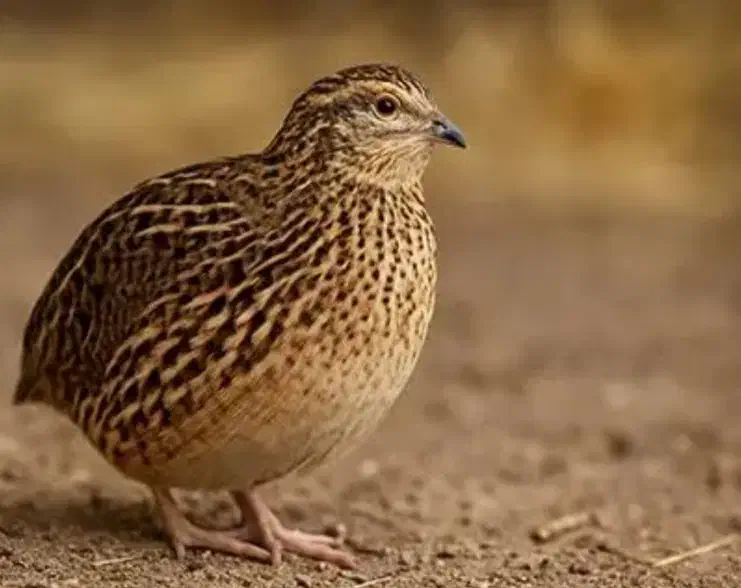 بلدرچین|حیوانات مزرعه|میناب, |دیوار