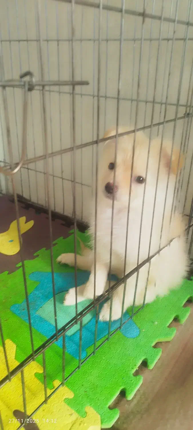 سگ پامر عروسکی|سگ|شیراز, کوشک میدان|دیوار