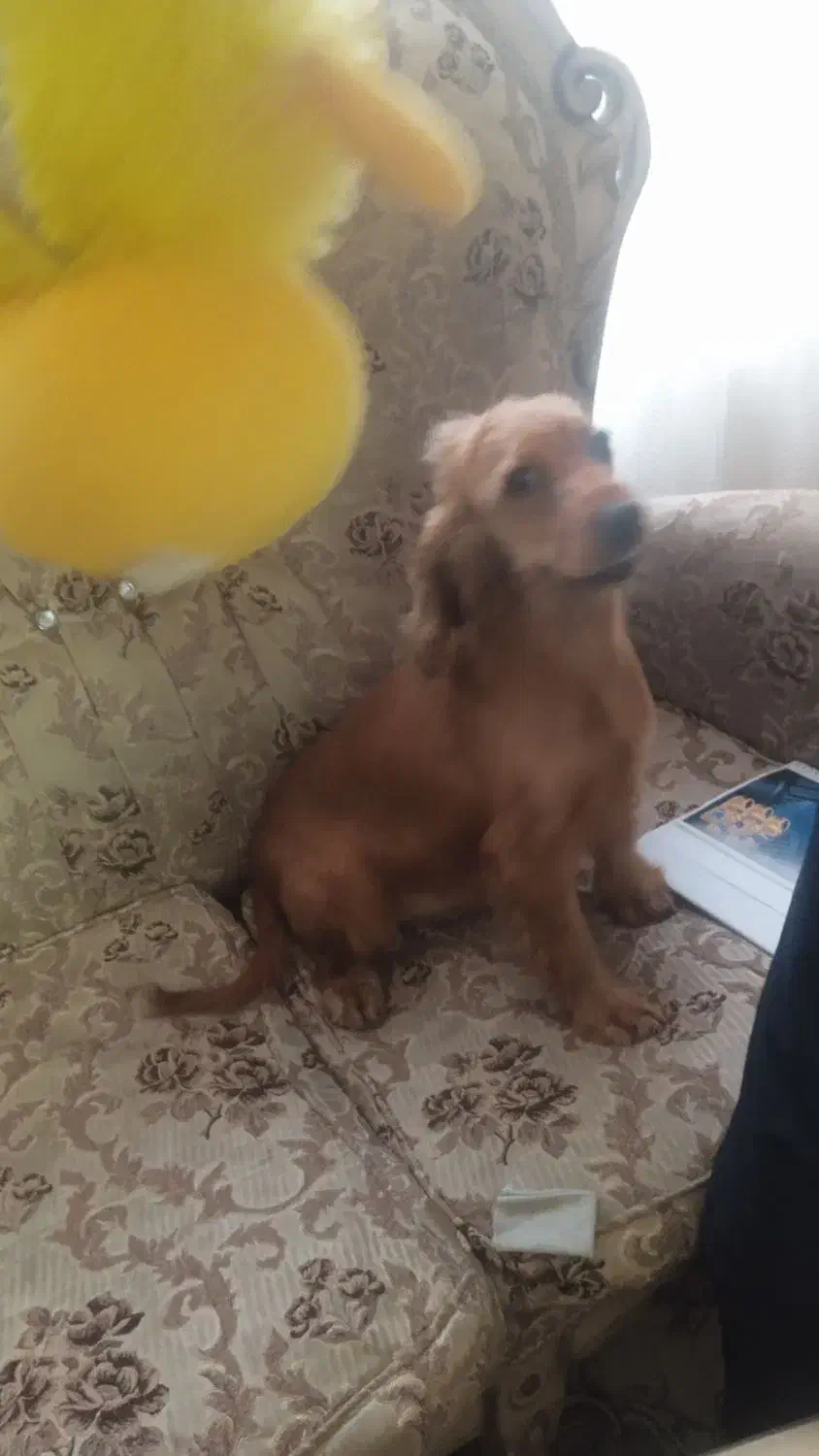 کوکر ماده مناسب حیاط و ویلا|سگ|تهران, هوانیروز|دیوار