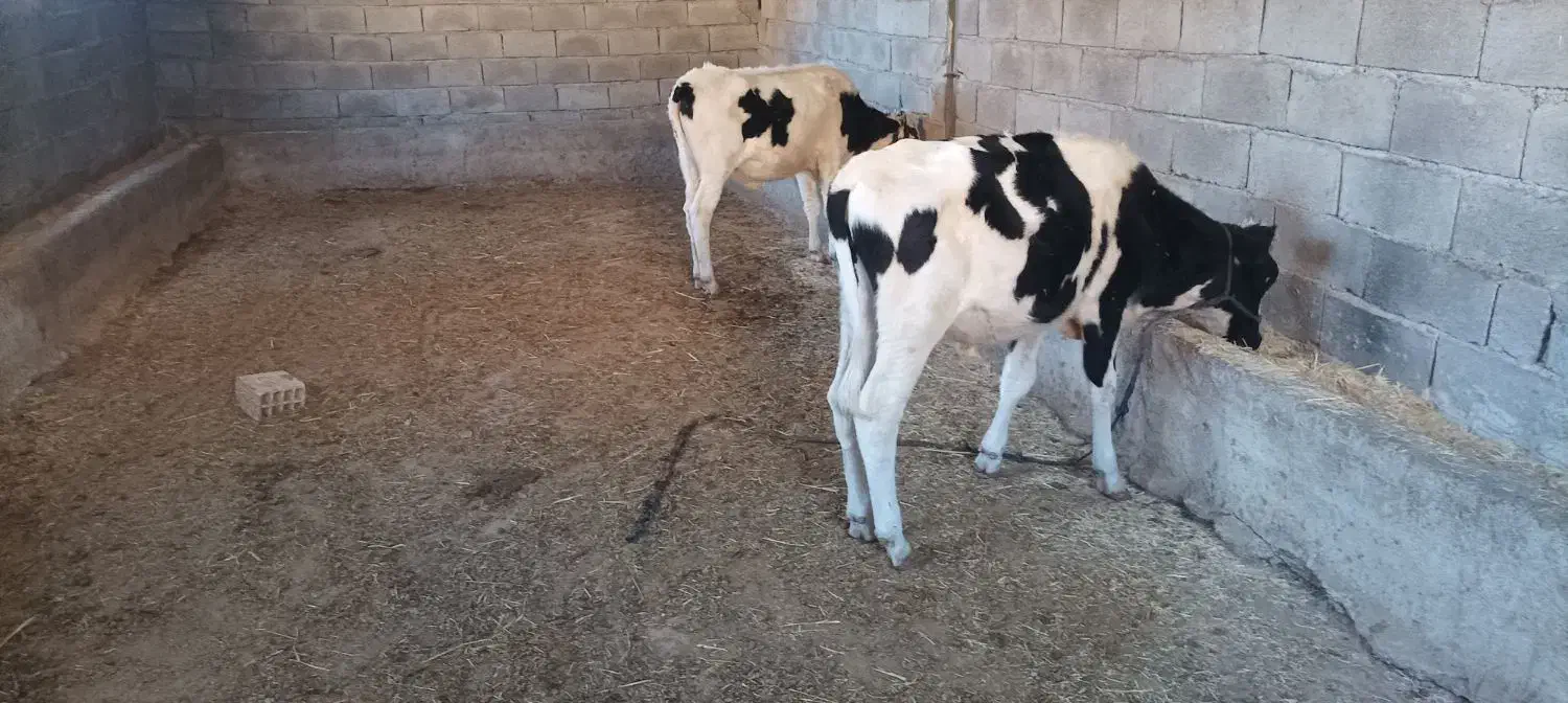 گوساله نر پای پروار دوعدد نژاد یکی هلشتاین|حیوانات مزرعه|پاپی, |دیوار