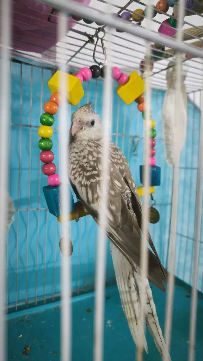 عروس هلندی مرواریدی|پرنده|مشهد, امین آباد|دیوار