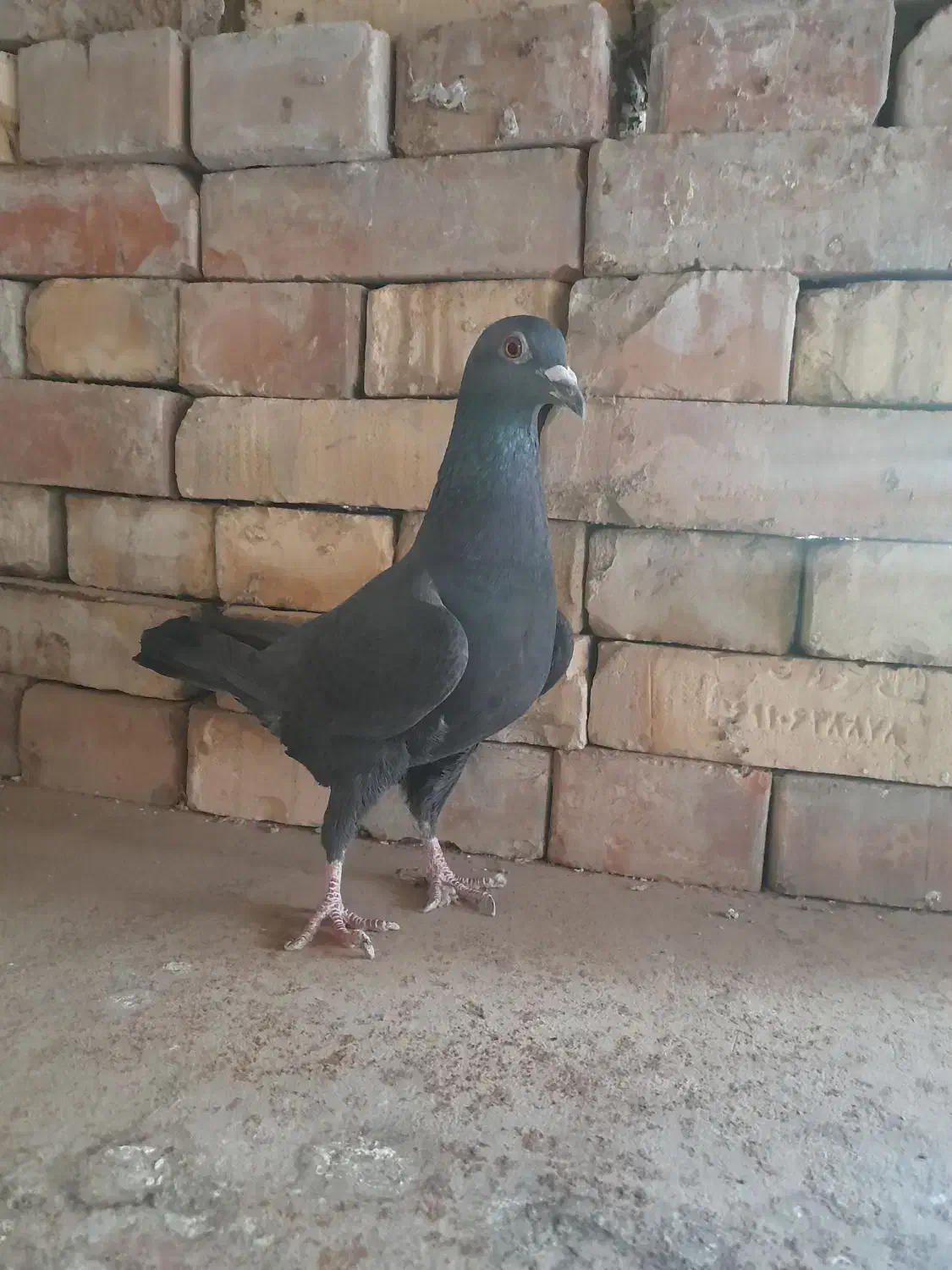 سیا وسبز|پرنده|بجنورد, |دیوار