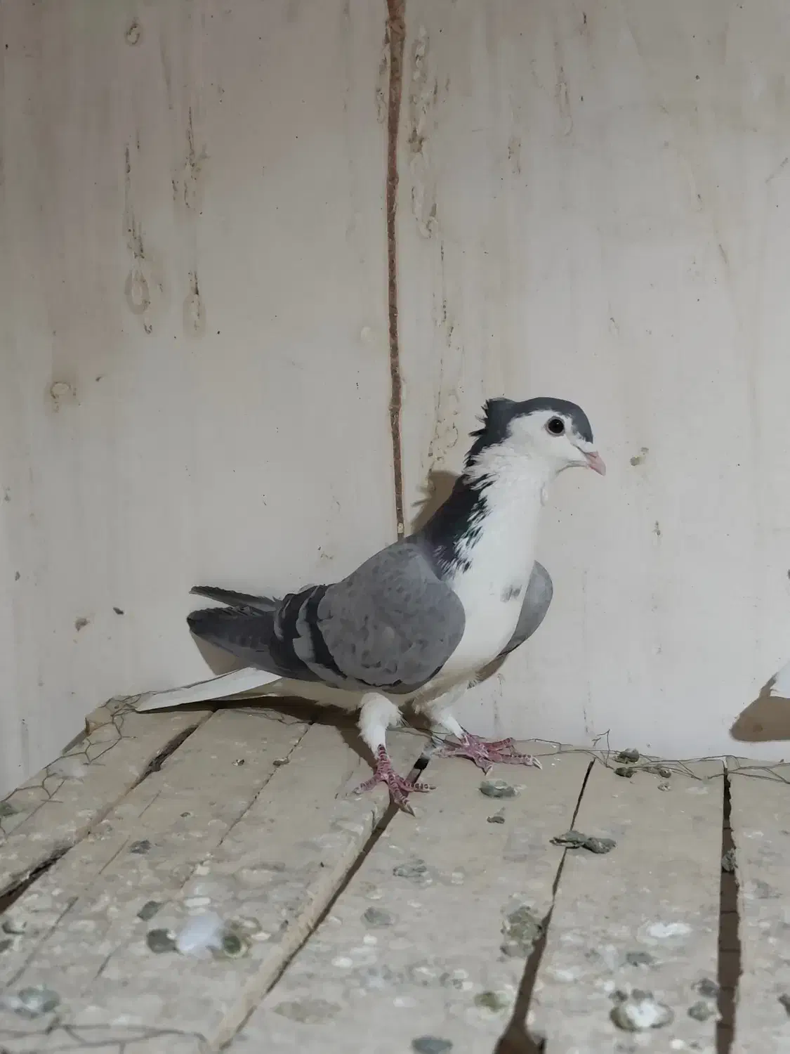 دمگیر|پرنده|اصفهان, سرتاوه|دیوار