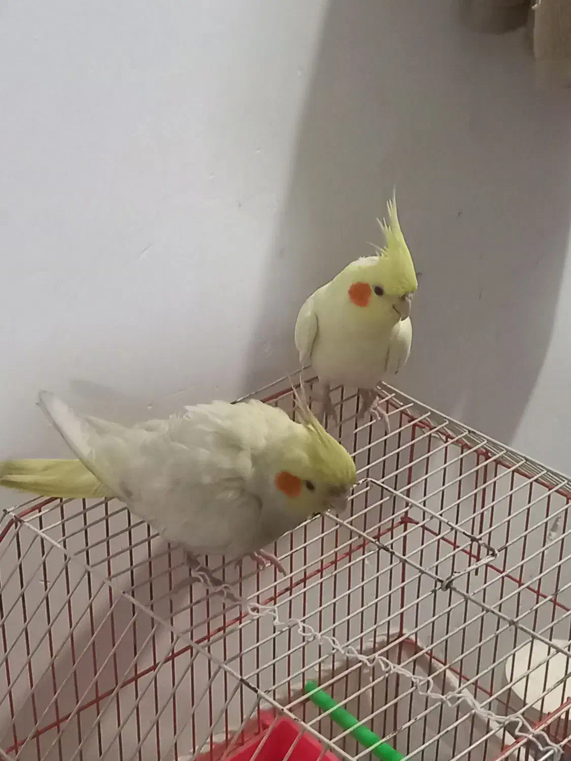 عروس هلندی لوتینو|پرنده|مشهد, منزل آباد|دیوار